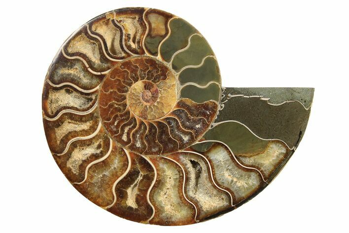 Cut & Polished Ammonite Fossil (Half) - Madagascar #296454